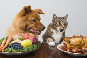Curso de Nutricion y Dietetica Veterinaria