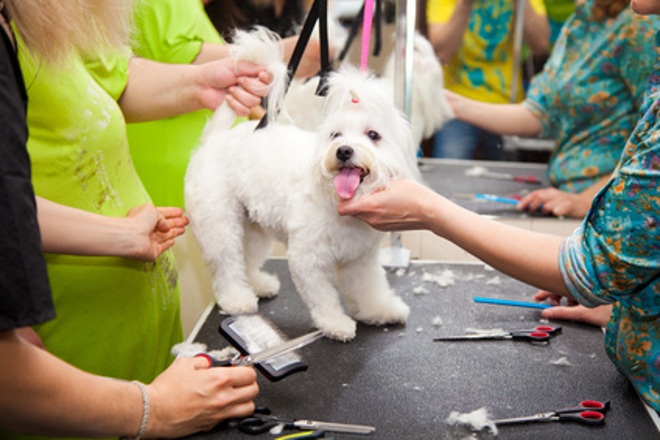 Curso de Peluquería y Estética Canina