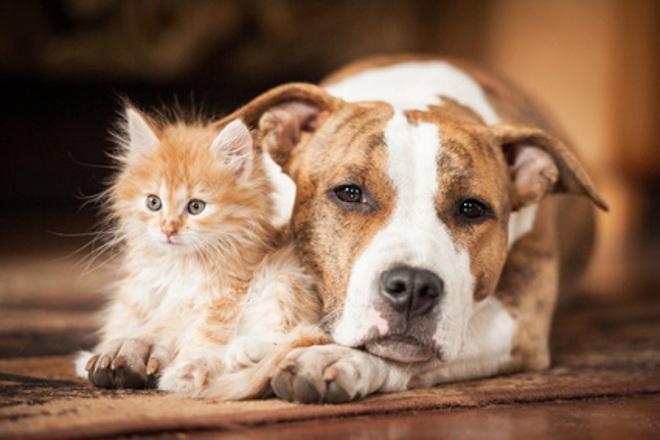 Curso de Psicologia Canina y Felina