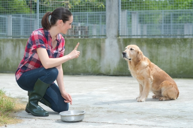 Curso de Adiestramiento Canino