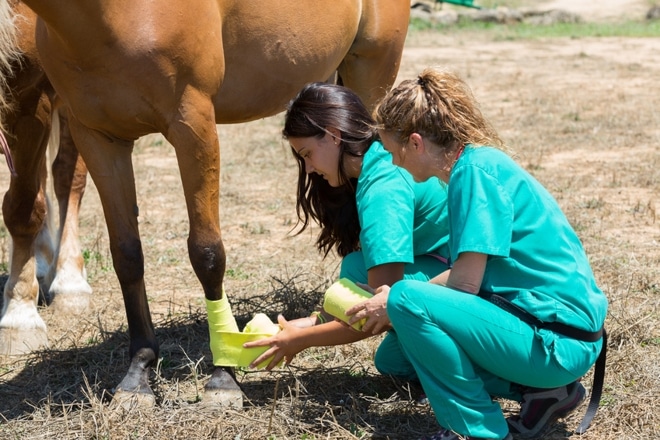 Curso de Asistente Técnico Veterinario Ecuestre