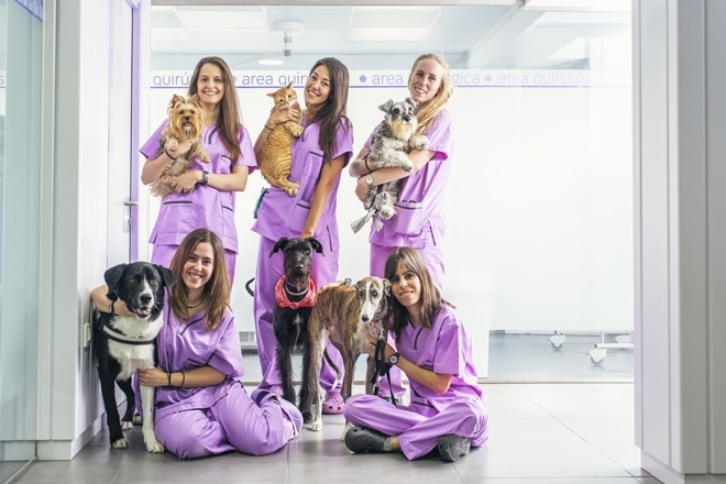 Curso de Asistente de Atención Clínica en Centros Veterinarios