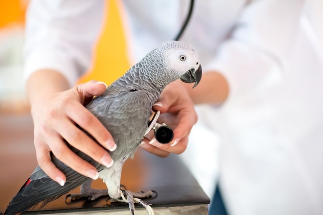 Curso de Auxiliar Veterinario Especialista en Animales Exóticos o NAC