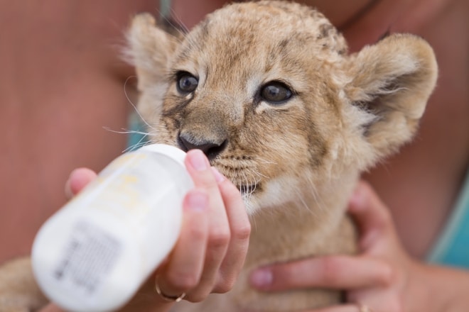Curso de Auxiliar Veterinario de Zoológico y de Fauna Salvaje y Silvestre