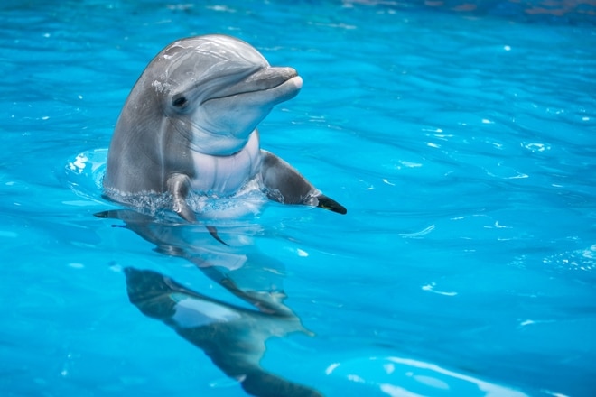 Curso de Especialista en Cetáceos y otros Animales Marinos
