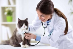Que hace un auxiliar de veterinaria | Titulae