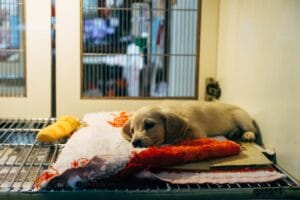 cómo ser auxiliar de veterinaria | Titulae